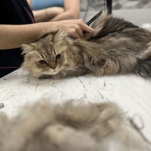 Peine doble para perro y gato Héry image-2