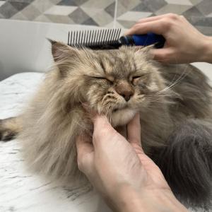 Peine doble para perro y gato Héry image-3