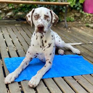 Szlafrok dla psa Héry image-1