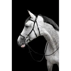 Hackamore voor paard HFI Monopoli