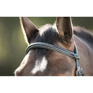 Riding bridles HFI Mexican image-1