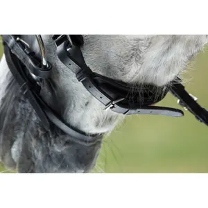Riding bridles HFI Luxe image-1