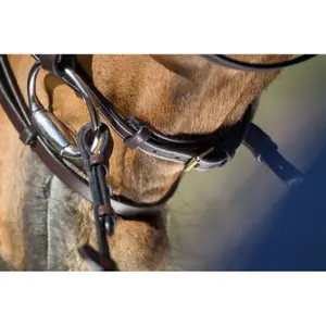 Riding bridles HFI Elegant image-3