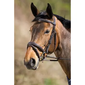 Riding bridles HFI Elegant image-0