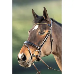 Riding bridles HFI Shiny image-0