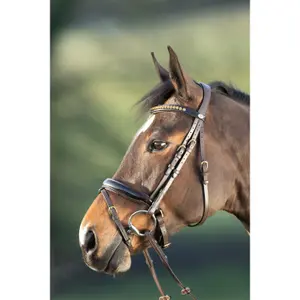 Riding bridles HFI Shiny image-1