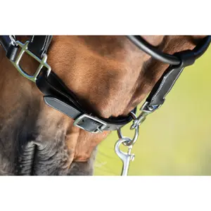 Leather halter for horse HFI Grooming image-2