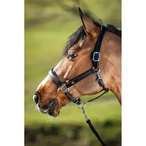 Lederen halster voor paarden HFI Two-Tone image-0