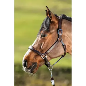 Lederen halster voor paarden HFI Two-Tone