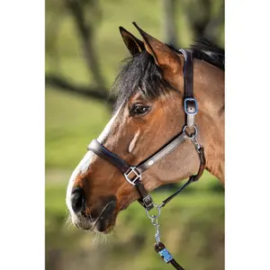 Cavezza in cuoio per cavalli HFI Two-Tone image-0