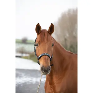 Leather halter for horses HFI Polo image-0