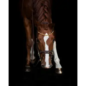 Καρφίτσα μετώπου για άλογο HFI Straight + Strass image-0