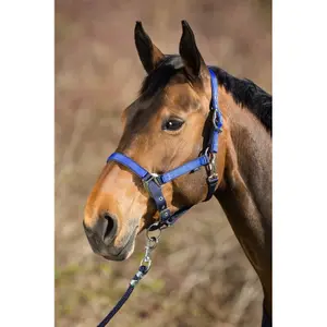 Cabezada para caballos HFI image-0