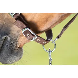 Cabezada para caballos HFI First image-1