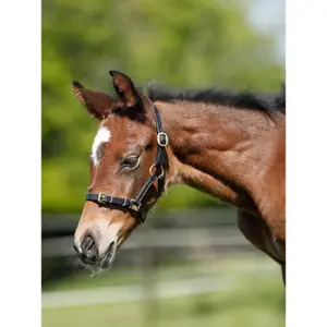 Fine leather halter for horse HFI image-1