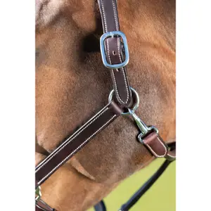 Halter for horse HFI Flat image-1