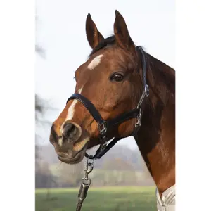 Leather halter for horses HKM Economic image-1