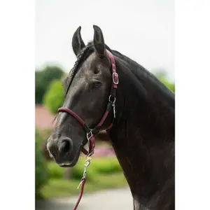 Cavezza HKM Carlotta image-1
