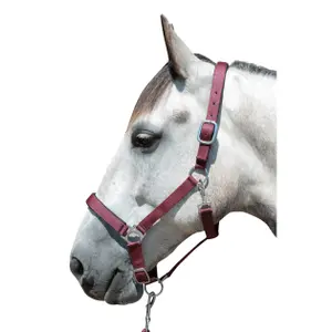 Halfter für Pferd HKM Stars image-1