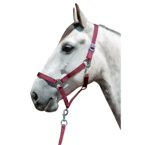 Cabresto para cavalos HKM Stars Economy image-1