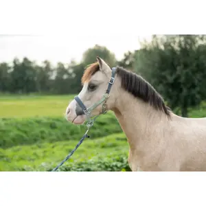 Pferd Halfter Kind HKM Kids Barnie image-1