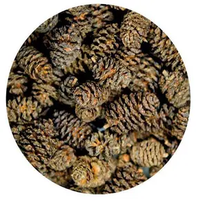 Aquarium accessories Hobby Alder Cones (x50) image-0