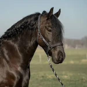 Ensemble licol pour cheval HORKA Orginals image-1