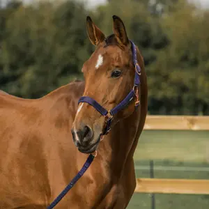 Licol pour cheval HORKA Elegant image-1