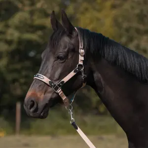 Ensemble licol pour cheval ride more HORKA Equestrian image-1