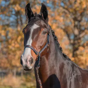 Ensemble licol pour cheval HORKA Equestrian pro image-1