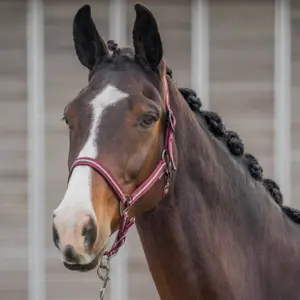 Hoofdstelset voor paard HORKA Equestrian pro image-1