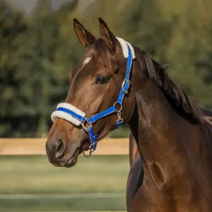 Licol pour cheval double fourrure HORKA image-1