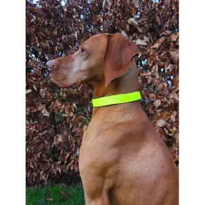 Collier pour cheval / chien refléchissante basique HORKA image-1