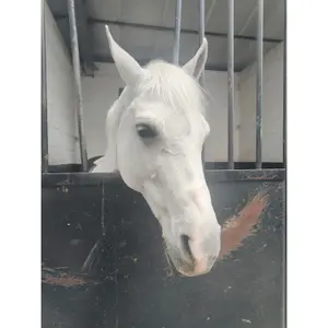 Champô para cavalos Horse Of The World White Pearl image-1