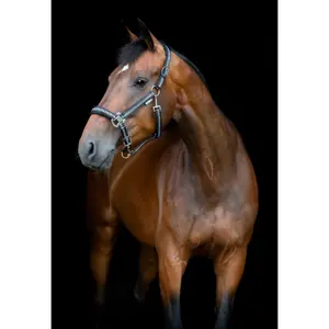 Αχαρνές για άλογο από νάιλον HorseGuard Cole image-1