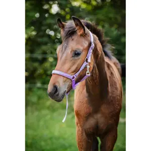 Καπίστρι για άλογο HorseGuard Malva image-1