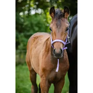 Καπίστρι για άλογο HorseGuard Malva image-2