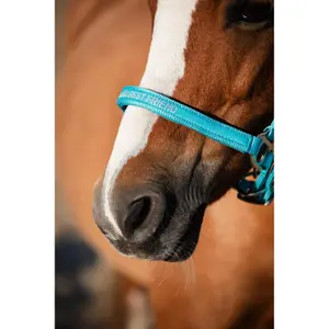 Καπίστρι για άλογο HorseGuard Malva image-2