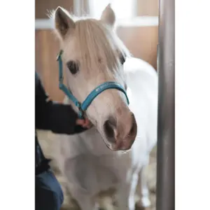 Καπίστρι για άλογο HorseGuard Malva image-4
