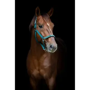 Halfter für Pferd HorseGuard Sandra image-1