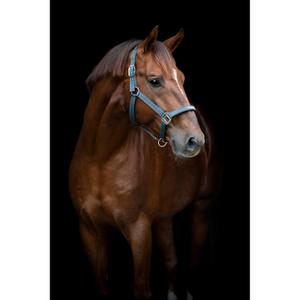 Halter for horse HorseGuard Sandra image-2