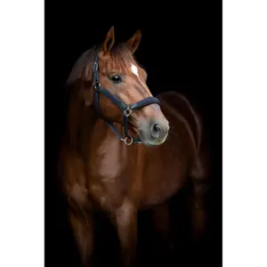 Cabestro trenzado para caballo HorseGuard Vardia image-1