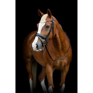 506363001-reittrense-mit-flash-und-pullback-horseguard-cryll-25-2-schwarz