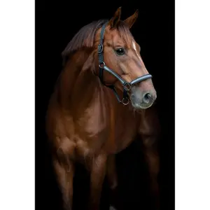 Cavezza HorseGuard Virna image-1