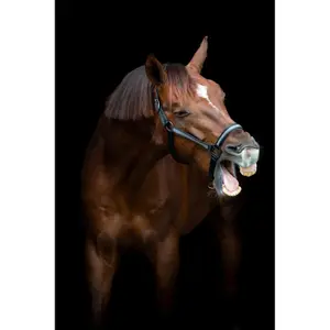 Cavezza HorseGuard Virna image-2