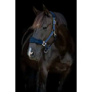 Nylon headcollar for horse HorseGuard Anabel image-1