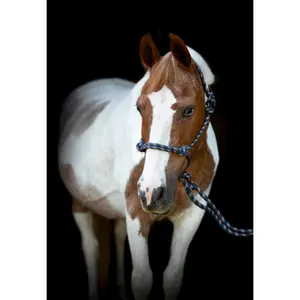 Σέλλα και λουρί για άλογο HorseGuard image-1