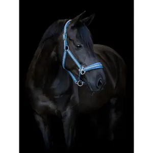 Cabresto de nylon para cavalos HorseGuard Cole image-2