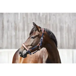 Cabezada Cuadra para caballos HorseGuard Keisha image-1