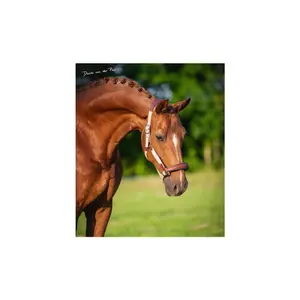 Halfter HorseGuard Keisha image-1